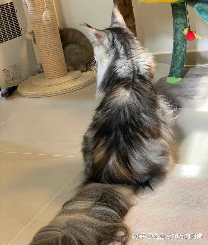 缅因猫幼猫多少钱一只? - 知乎