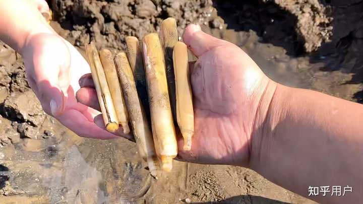 贝壳的种类和名称有哪些? - 知乎