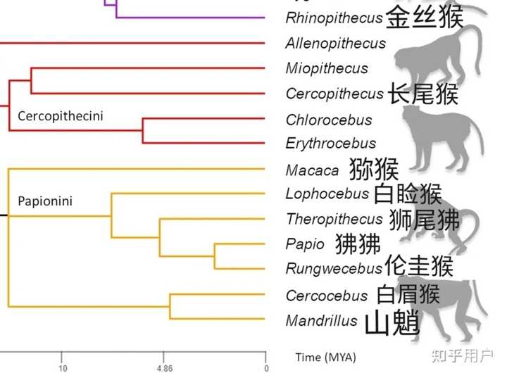为何科名尾字为「猴」的生物里,只有猕猴亚科的狒狒属、狮尾狒属、山魈属,其规范中文种名尾字非「猴」? - 知乎
