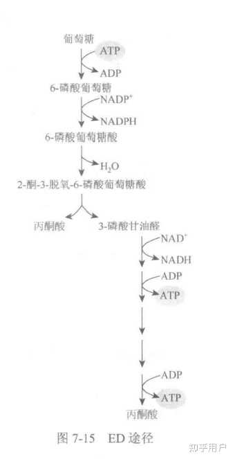 微生物的四种糖酵解途径中,哪个是存在于大多数微生物体内的一条主流代谢途径? - 知乎