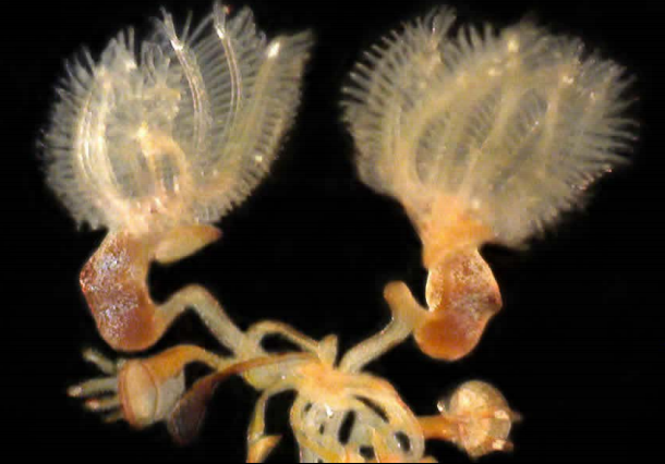 ▼筆石Graptolites 海生生物 化石 筆石| 香港大學許士芬地質博物館