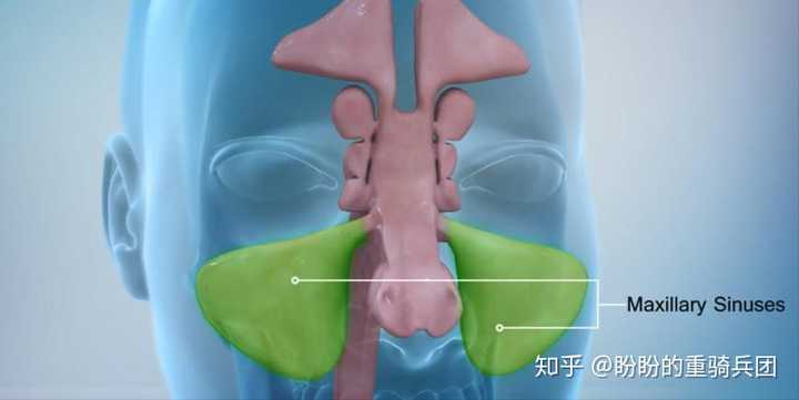 用解刨学知识解释为什么鼻窦炎中上颌窦炎最常见? - 知乎