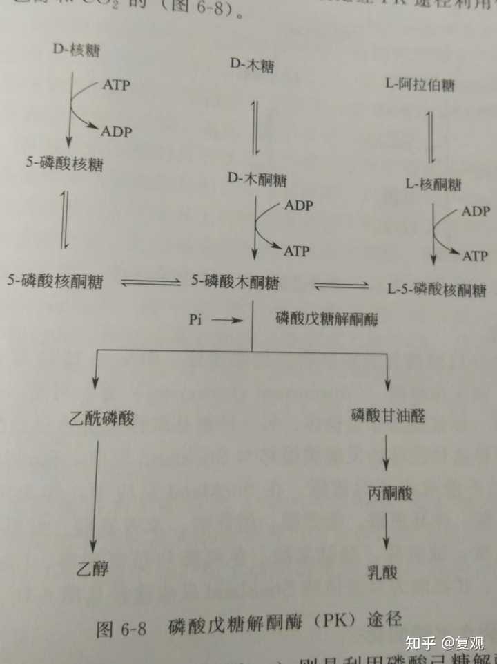 微生物的四种糖酵解途径中,哪个是存在于大多数微生物体内的一条主流代谢途径? - 知乎