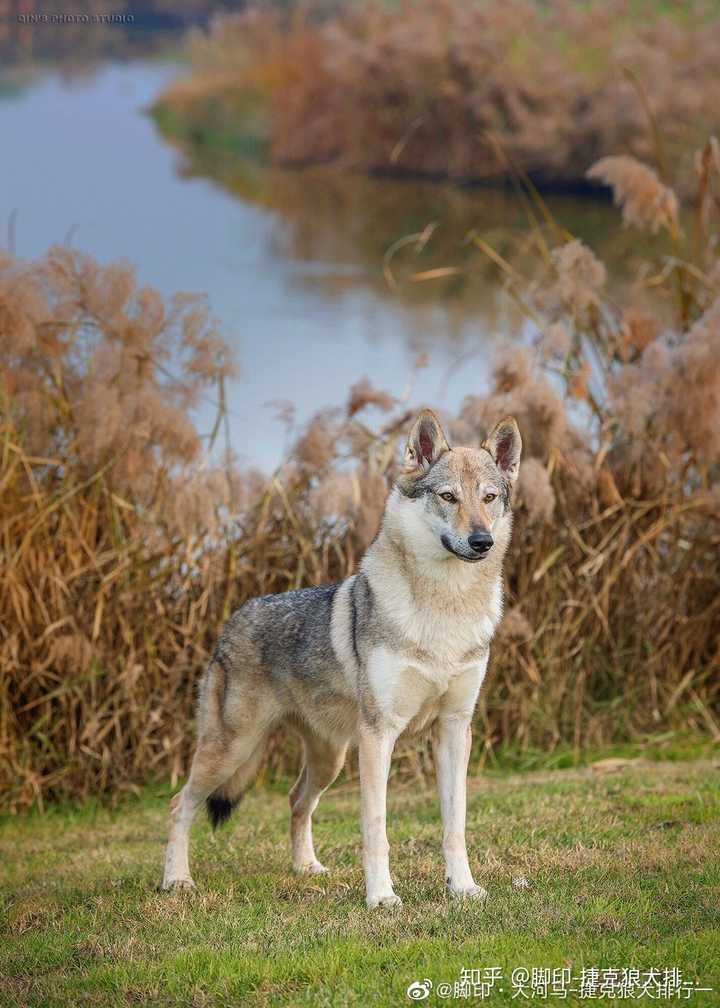 如何区分纯种捷克狼犬和狼串? - 知乎