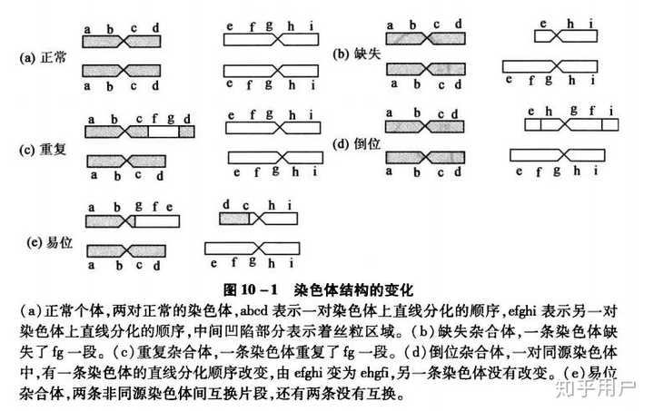 染色体的易位 缺失 倒位 重复的图解怎么画? - 知乎