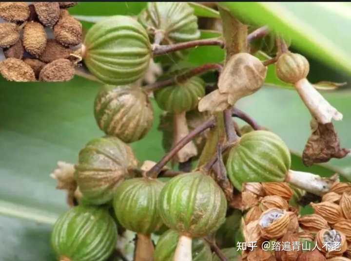 砂仁药食同源草本对身体健康有什么好处,中医食疗养生吃砂仁有什么功效和禁忌? - 知乎