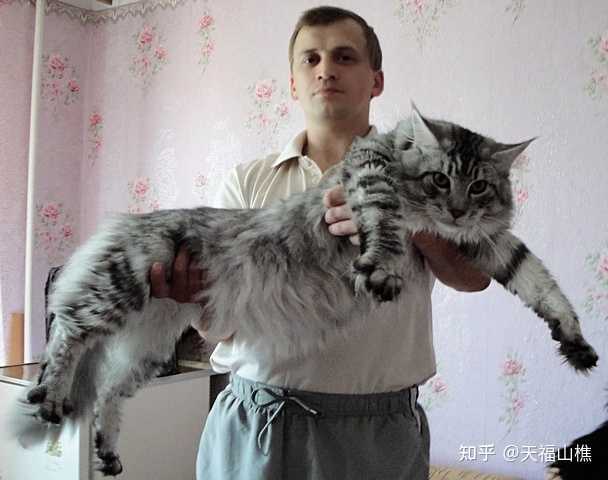 缅因猫和猞猁有什么关系？ - 知乎