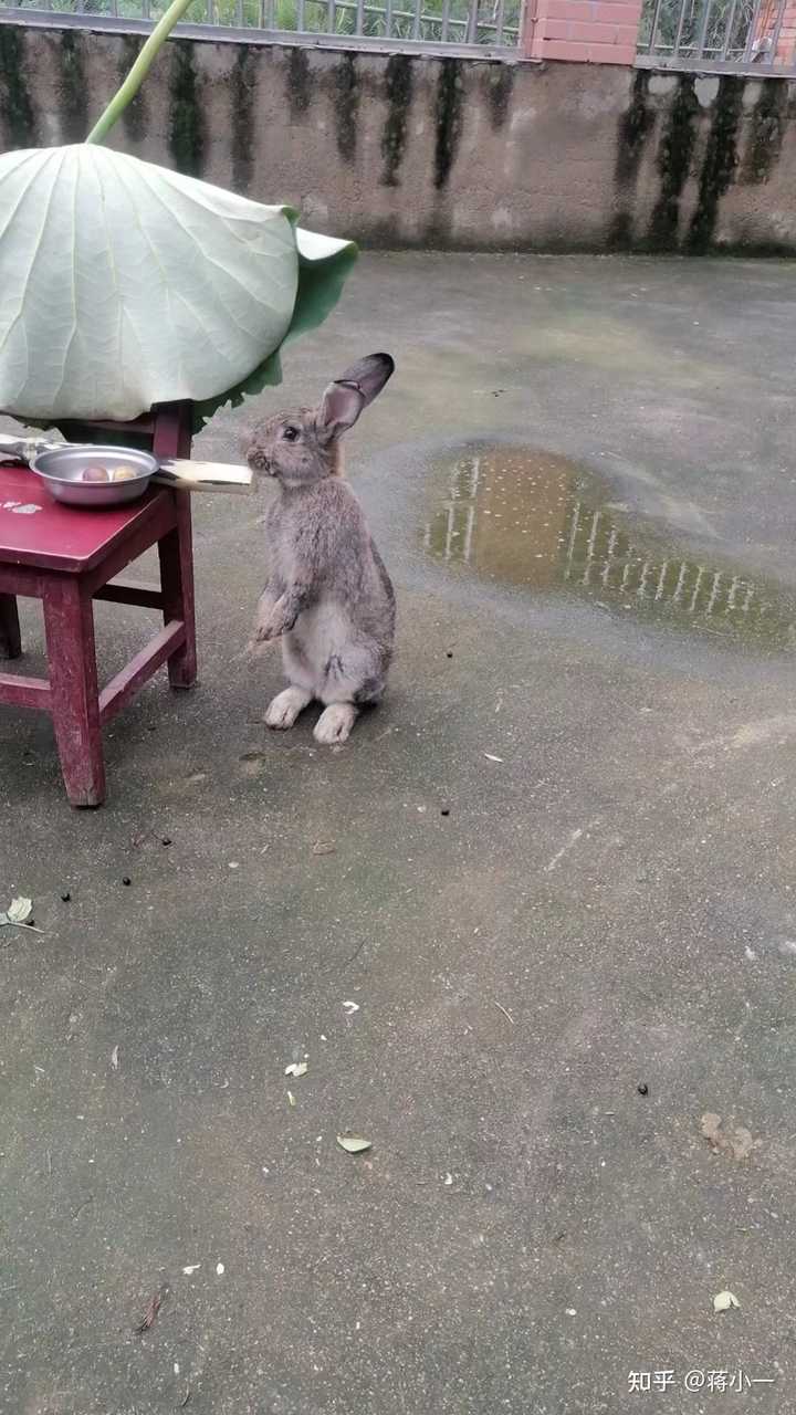 养小动物? - 知乎
