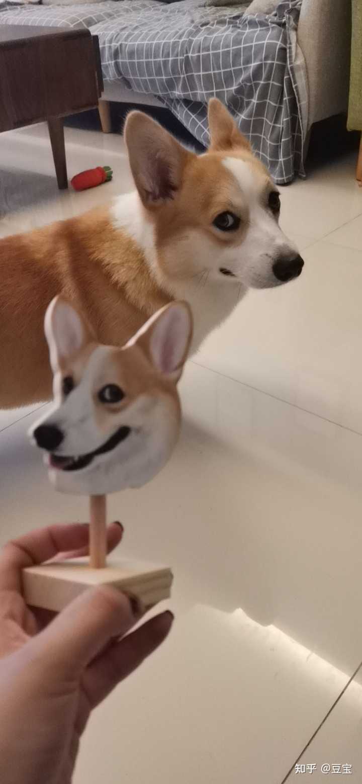 一只普通柯基大概多少钱？ - 知乎