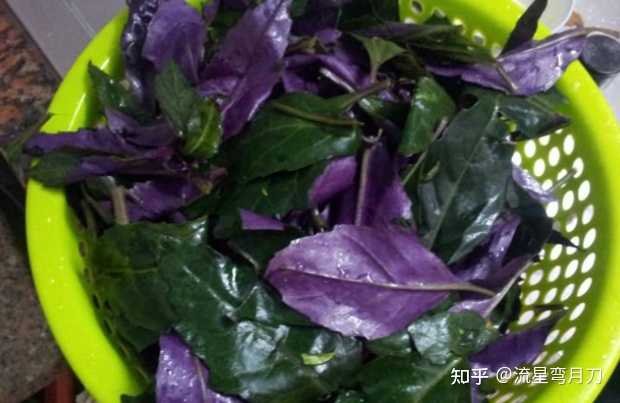 经常吃血皮菜对身体有哪些危害? - 知乎