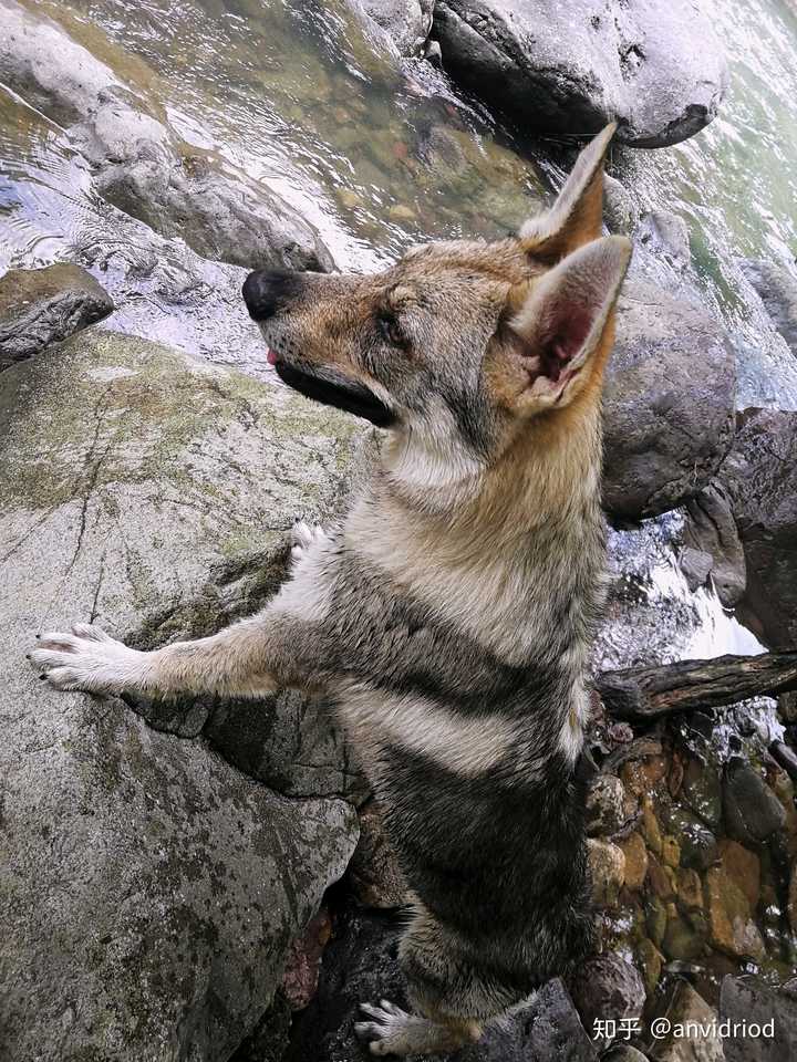 捷克狼犬的价格为什么那么贵? - 知乎