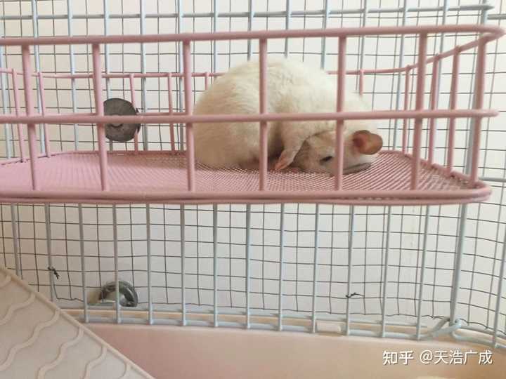 花枝鼠怎么养呢?新手该注意什么呢? - 知乎