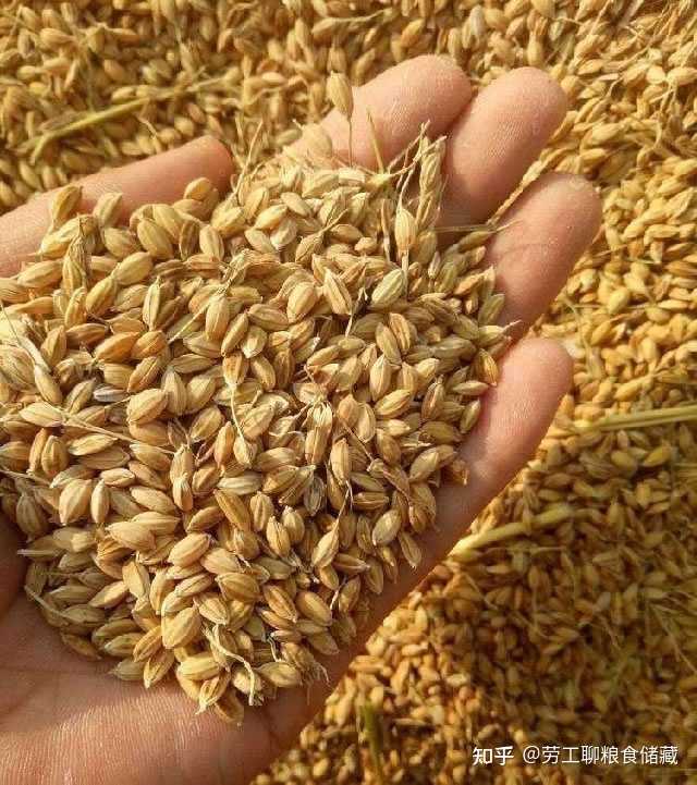 有哪些区分籼稻和粳稻的方法? - 知乎