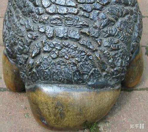 二指（趾）、三指（趾）、四指（趾）、五指（趾）、六指（趾）动物分别有哪些？ - 知乎