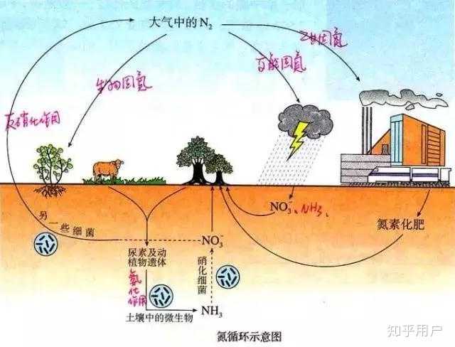 根瘤菌是如何帮植物固定氮气的? - 知乎