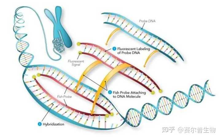 什么是荧光原位杂交(FISH)技术? - 知乎