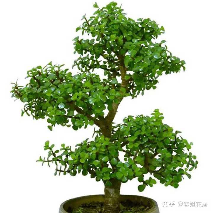 金枝玉叶该怎么养护？ - 知乎