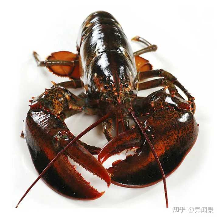波龙和澳龙这两个物种在外观上有什么明显的区别？ - 知乎
