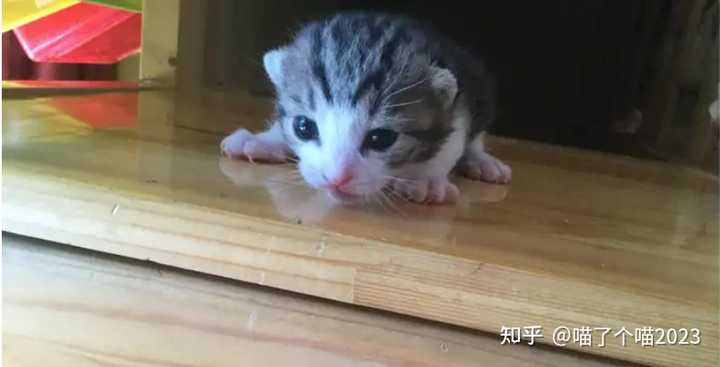 在不人为干涉的情况下猫妈妈是怎么把小猫养大的? - 知乎