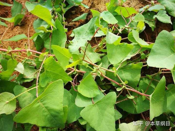 杠板归(中草药)是无毒的吗? - 知乎