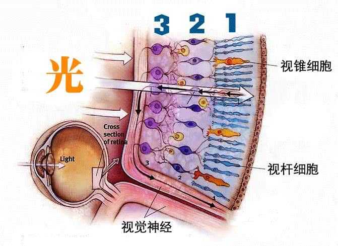 人眼看见物体的原理是什么? - 知乎