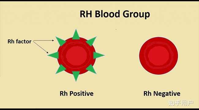 Rh阴性血的基因型是什么,怎么遗传? - 知乎