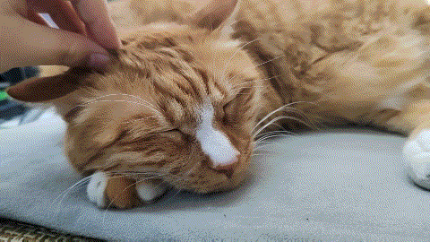 摸猫的头时,猫为什么常常会闭眼? - 知乎