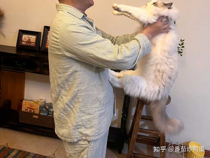 正确的抱猫姿势应该是什么样的? - 知乎
