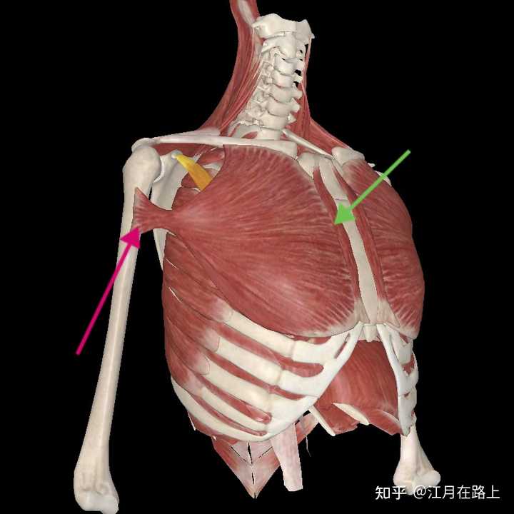 为什么练胸总是胸肩交界处最酸? - 知乎