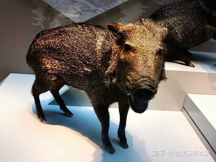 南美洲有哪些特殊的动物? - 知乎