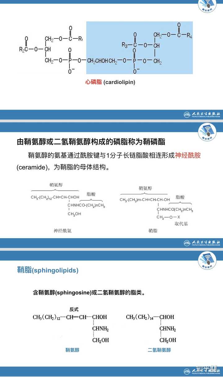人体的脂质代谢是怎么个流程? - 知乎