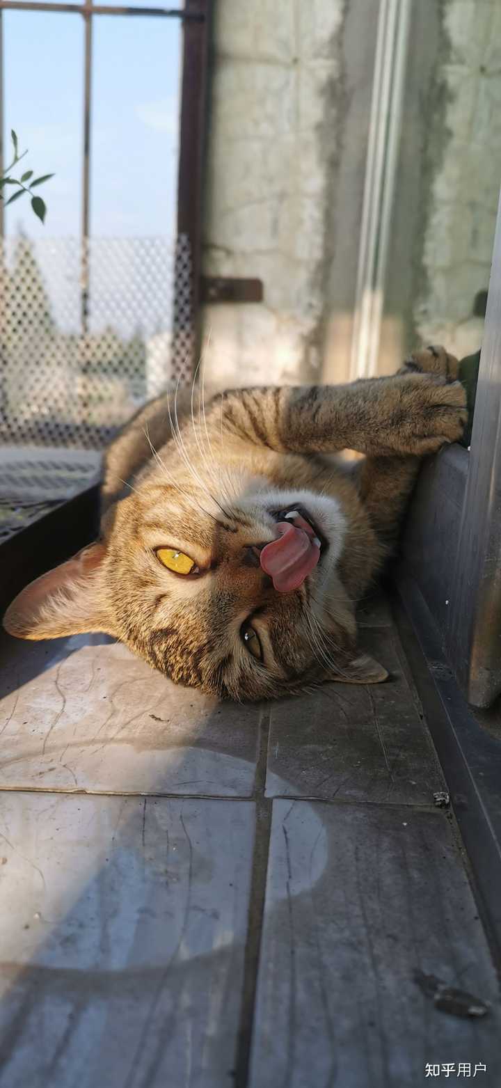 养雀猫(麻猫)是一种怎样的体验? - 知乎
