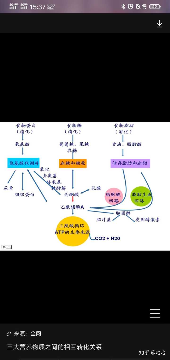 生物化学三大物质代谢联系图怎么画？ - 知乎