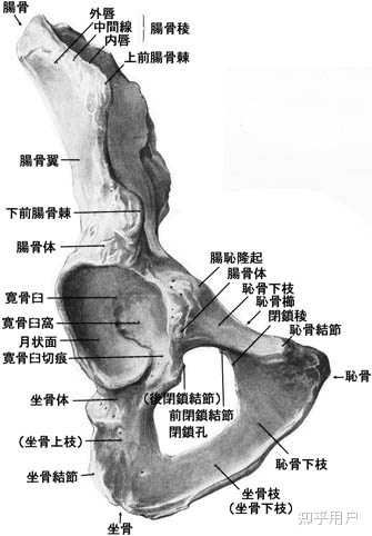 耻骨为什么叫耻骨? - 知乎