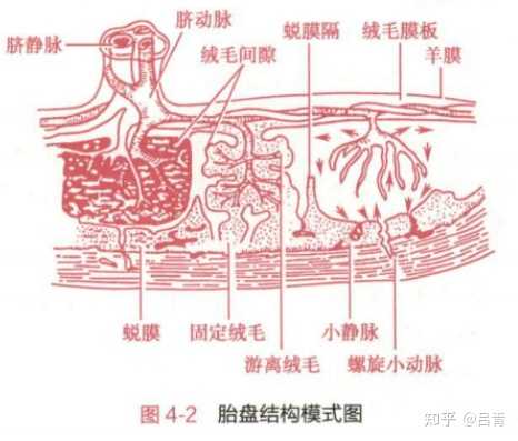 胎儿是通过什么从母体获得营养物质的呢? - 知乎