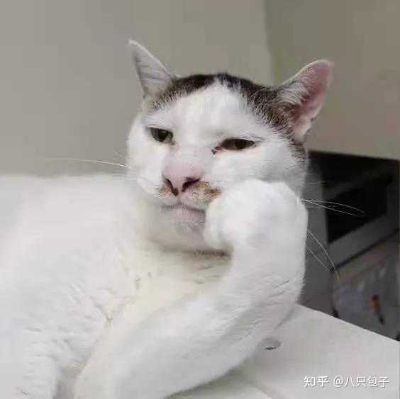 想看看丑丑的小猫咪，有哪些丑萌丑萌的猫猫图看嘛? - 知乎