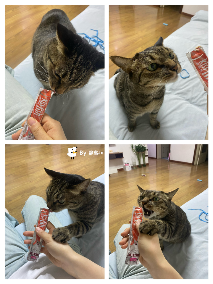 猫咪吃猫条上瘾怎么办? - 知乎
