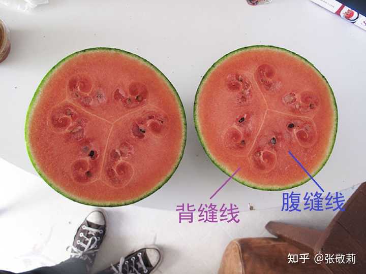 胎座的种类有哪些？ 知乎