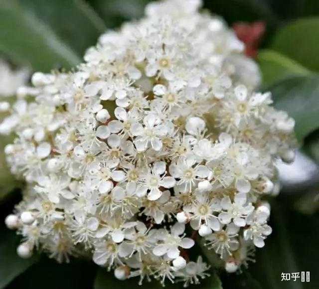 石楠花闻起来有精液的味道 为什么很多学校种石楠花 知乎