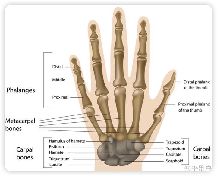 为什么「finger」通常不包括拇指？ - 知乎