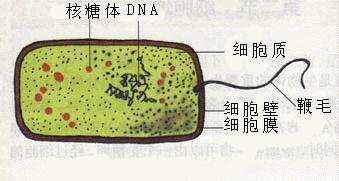 大肠杆菌的形态图图片