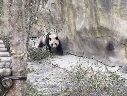 成都火锅图片_火锅图片四川_成都火锅图片手绘