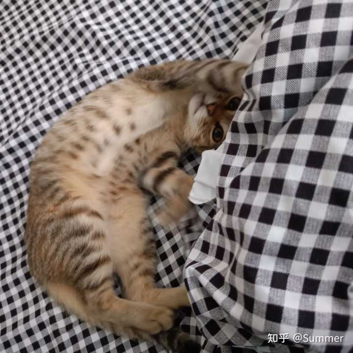 养雀猫(麻猫)是一种怎样的体验? - 知乎