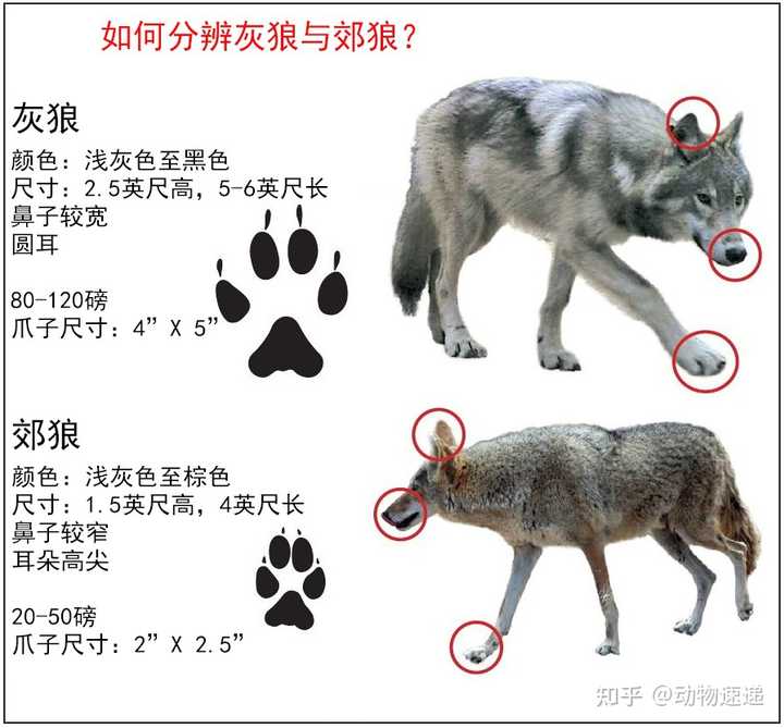 郊狼是狼还是狗？ - 知乎