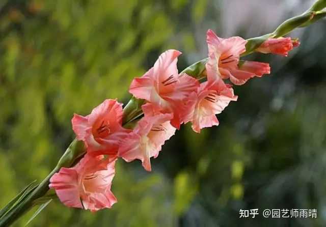 怎么才能养好剑兰? - 知乎