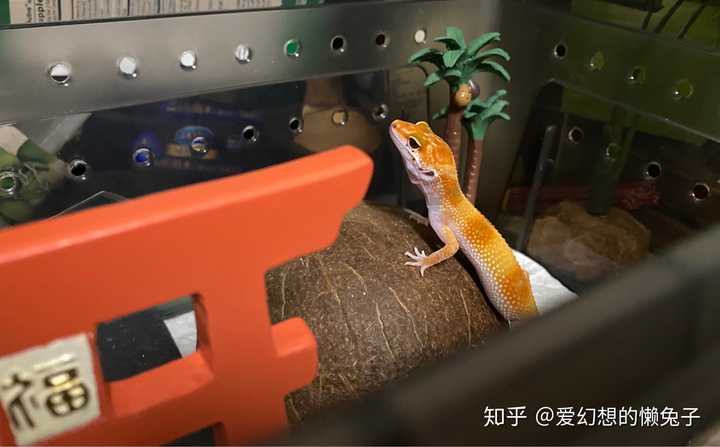 新手如何养好一只守宫？ - 知乎