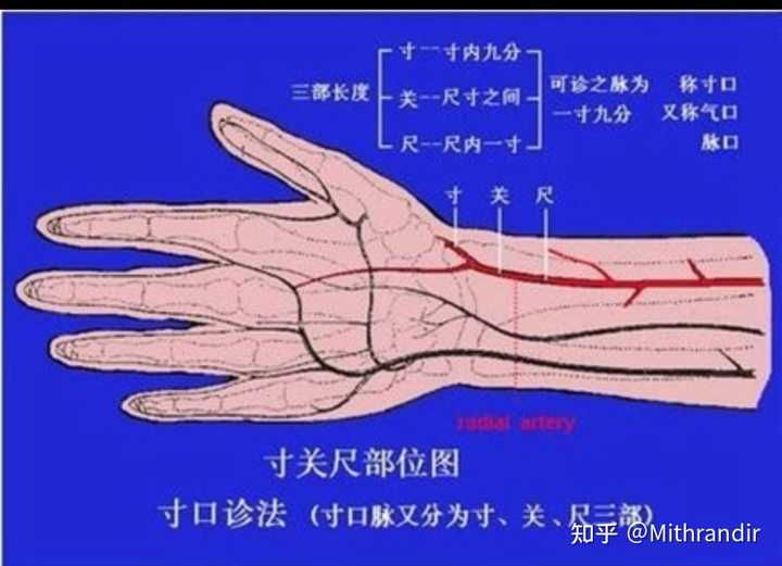 中医把脉,把的究竟是经脉,还是动脉血管? - 知乎