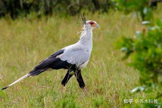 蛇鹫被誉为非洲毒蛇的天敌,它究竟有多厉害? - 知乎