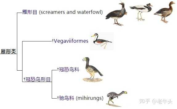 恐鸟、恐鹤、泰坦鸟、冠恐鸟、象鸟、隆鸟、骇鸟、恐怖鸟，它们之间是什么关系？ - 知乎