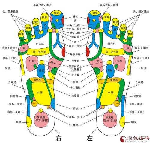 足底只有一个穴位，涌泉穴吗？ - 知乎